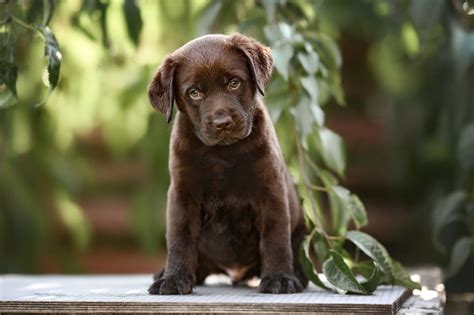 11 Amazing Chocolate Lab Breeders From All Over The USA