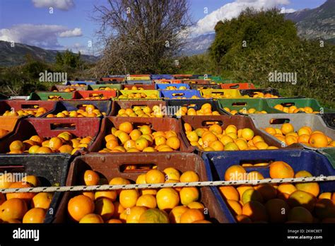 fresh juicy natural mandarins farming and harvesting Stock Photo - Alamy