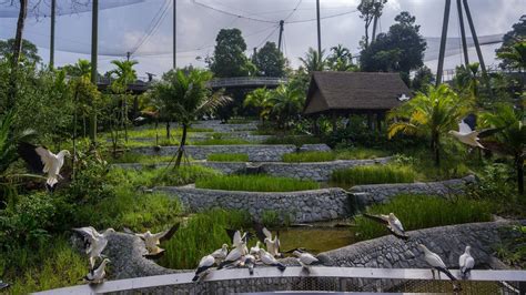 Bird Paradise In Mandai Wildlife Reserve To Open In May This Year