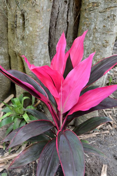 Cordyline Fruticosa Red Sister