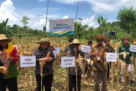 BI Jatim Dan UTM Sukses Tingkatkan Produktivitas Jagung Madura Radar