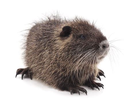 One Brown Nutria Stock Photo Image Of Interesting Background 139716226