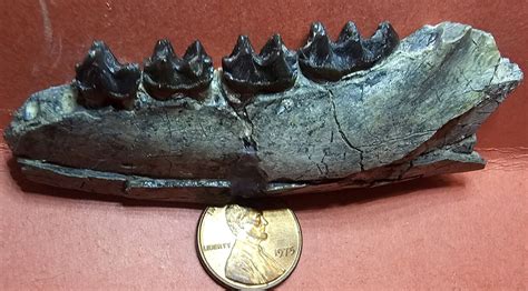 Fossil Rare Jaw Hyracotherium Eohippus Early Eocene Oligocene Mammal ...