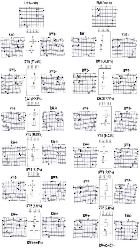 Summary Of Landmark Based Geometric Morphometric Analysis Showing The