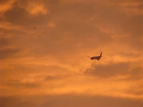 Free Images Horizon Bird Wing Cloud Sky Sun Sunrise Sunset