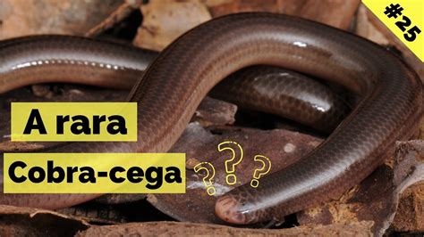 Cobra Cega Ou Cabra Cega - Cobra Cega Ou Cabra Cega - RETOEDU