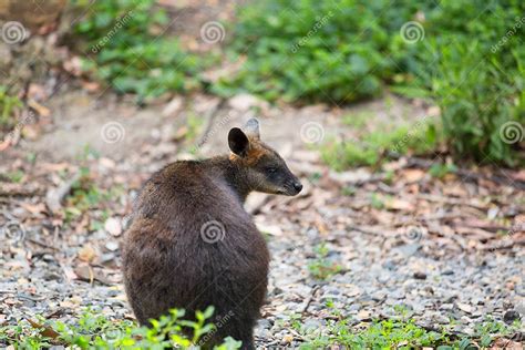 Swamp Wallaby Wallabia Bicolor Also Known As The Black Wallab Stock