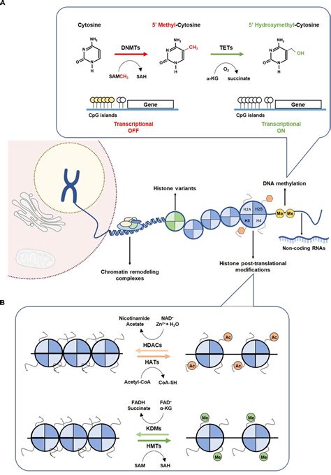 Frontiers Metabolism And Epigenetic Interplay In Cancer Regulation