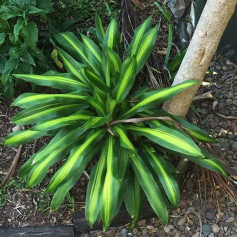 Dracaena Fragrans Massangeana Happy Plant Uploaded By Sussanah