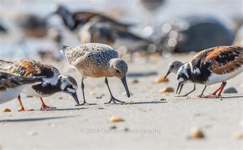 Zenfolio Dan Ion Photography Red Knots On Delaware Bay