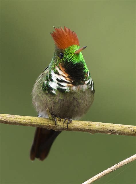 Lophornis Magnificus Topetinho Vermelho Frilled Coquette Jo O