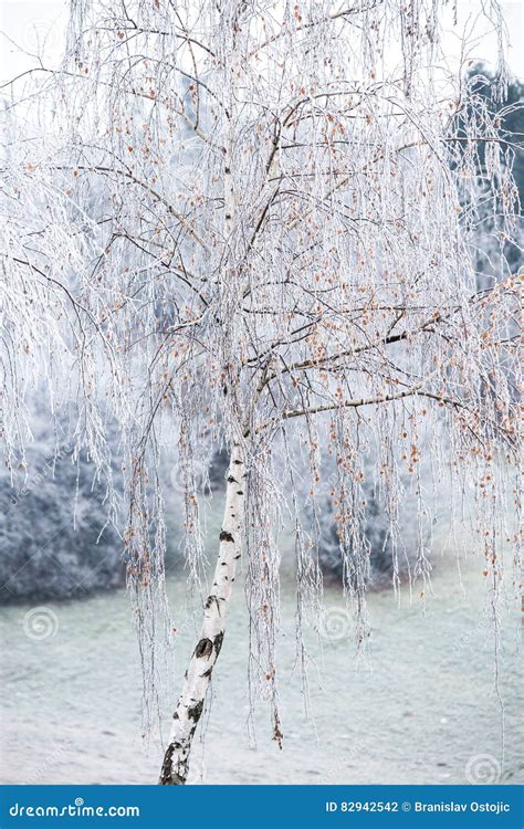 Birch Tree Covered With Frost Stock Photo Image Of Landscape Snowy