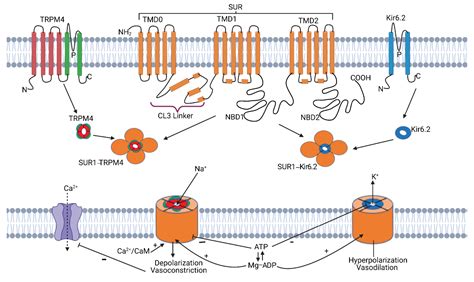 Ijms Free Full Text Sulfonylurea Receptor In Central Nervous