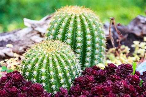 Caracter Sticas De Los Cactus Tipos Y Usos