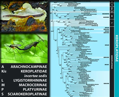 Insects Free Full Text Hidden In Plain Sight Comprehensive