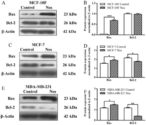 Western Blot Analysis Performed To Analyze The Expression Of Bax And Download Scientific