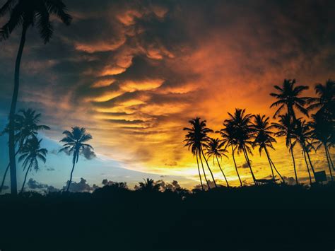 Free Images Tree Nature Horizon Silhouette Cloud Plant Sky Sun