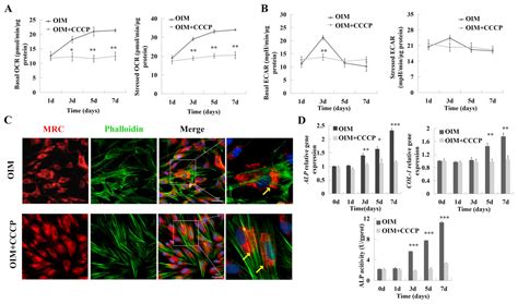 Metabolic Shift And The Effect Of Mitochondrial Respiration On The