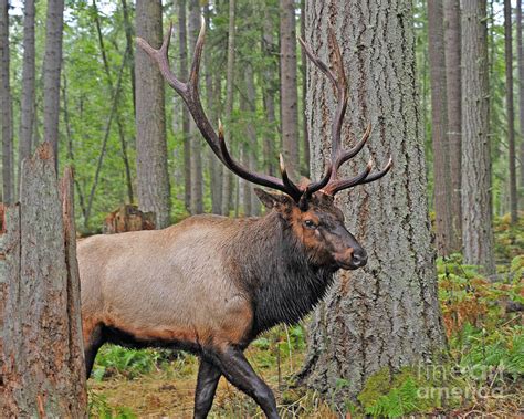 Royal Roosevelt Bull Elk Photograph by Jack Moskovita