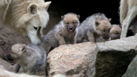 Wolf puppies play fetch too, scientists find | CTV News