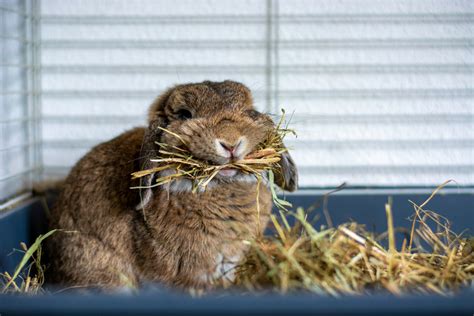 The Best Indoor Rabbit Cages - Dogtime