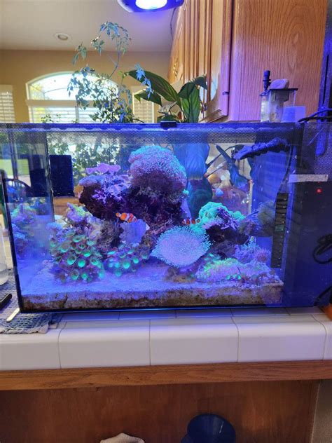 Fluval Evo 13 Gallon Salt Water Fish Tank For Sale In Fresno CA OfferUp