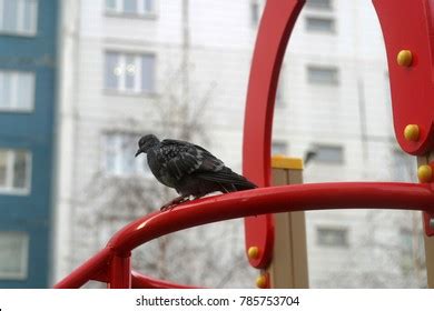 Flock City Pigeons Stock Photo 785753704 | Shutterstock