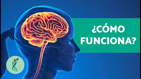 Cuánto PESA el CEREBRO HUMANO Funciones Partes y Características