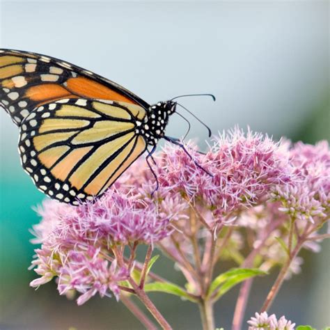 Eutrochium Purpureum Purple Joe Pye Weed Butterfly Effect Farm