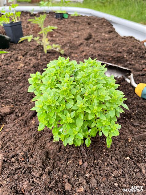 Harvesting Basil: Tips to Maximize Flavor and Yield