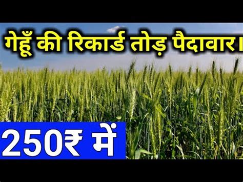 Bumper Yield Of Wheat By Npk And Boron Youtube