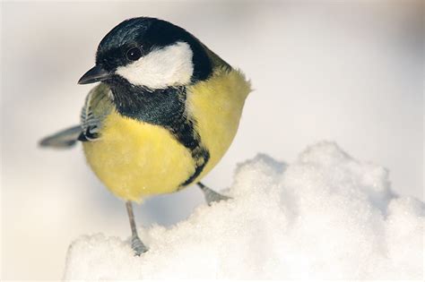 Natur Tipps für Februar Erste Blüten und Beginn der Balz NABU