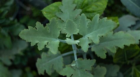 Kalanchoe Beharensis How To Grow And Care For Velvet Leaf