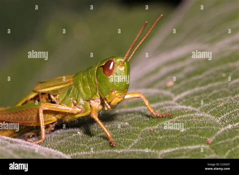 Grasshopper face uk hi-res stock photography and images - Alamy