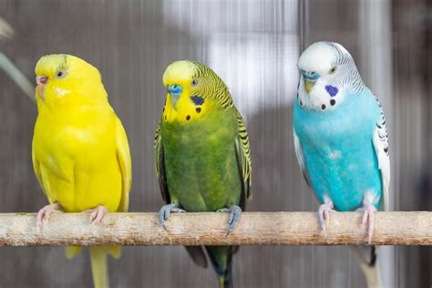 Why Your Parakeet Is Sneezing And When To Worry