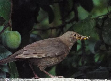 Kos Zwyczajny Turdus Merula Niedary Z Kocich G R