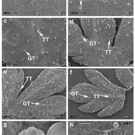 Images of electron scanning microscopy, showing trichomes on the ...