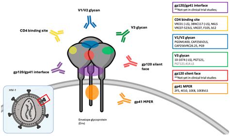 The Use Of Broadly Neutralizing Antibodies Bnabs In Hiv 1 Treatment