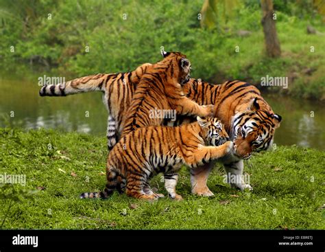 Les tigresses Banque de photographies et dimages à haute résolution