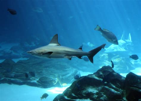 Free photo: A shark swimming under water - Animals, Fish, Ocean - Free