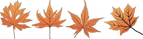 Set of Maple Leaf line art vector 31707035 Vector Art at Vecteezy