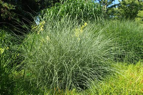 Morning Light Eulalia Grass