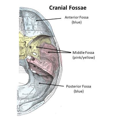 Which structure of the brain rests upon the posterior cranial fossa? a) Frontal lobe b) Parietal ...