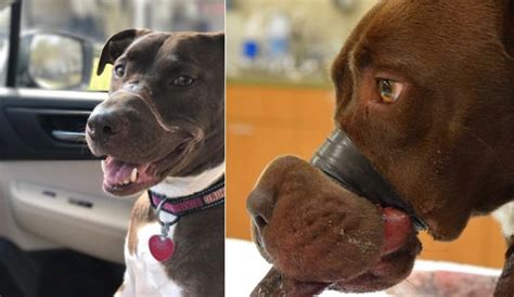 Man Sentenced To 5 Years In Prison For Taping Dogs Mouth Shut Huffpost