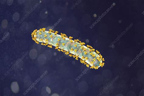 Marburg Virus Illustration Stock Image F0377999 Science Photo