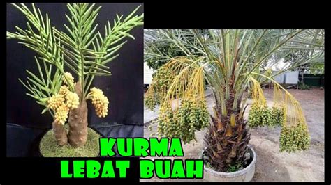 Pozie Pohon Kurma Ajwa Berbuah