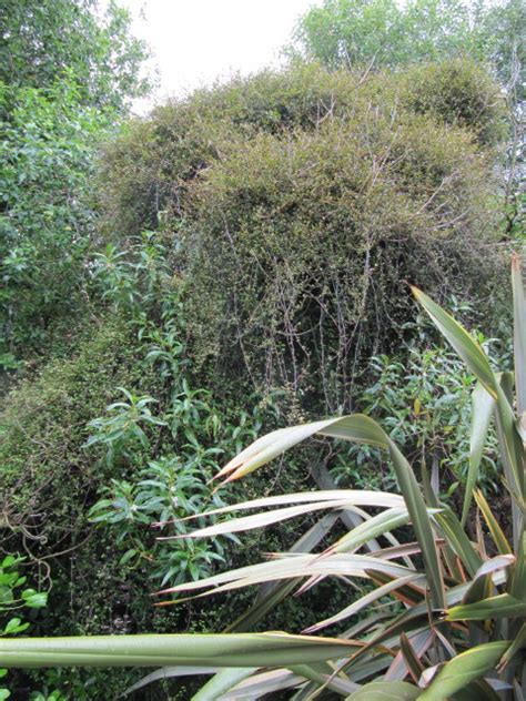 New Zealand Plants Ventnor Botanical Garden On The Isle Of Leonora