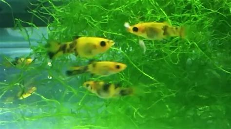 How To Breed Mollies Different Methods For Breeding Molly Fish Guppy