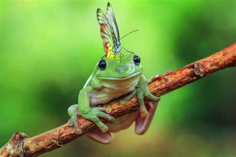 Most Beautiful Moments For Frogs Beautifulnow