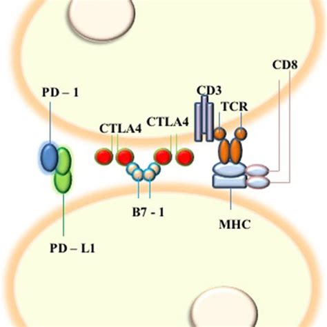 Schematic Representation Of Principal Interactions Targeted By Immune